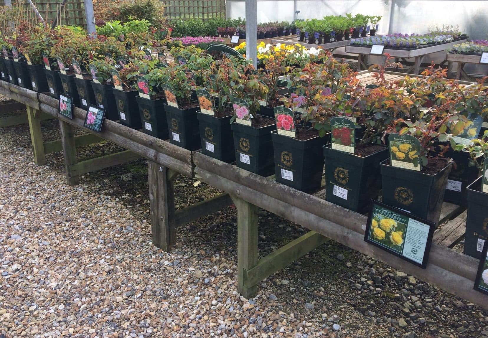 David Austin Roses 1