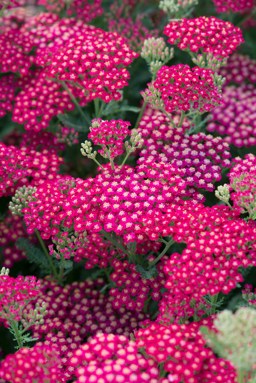 Achillea New Vintage Red Perennial Plant in a 3 Litre Pot - Bright Flowers - Attractive to Wildlife - Image 3