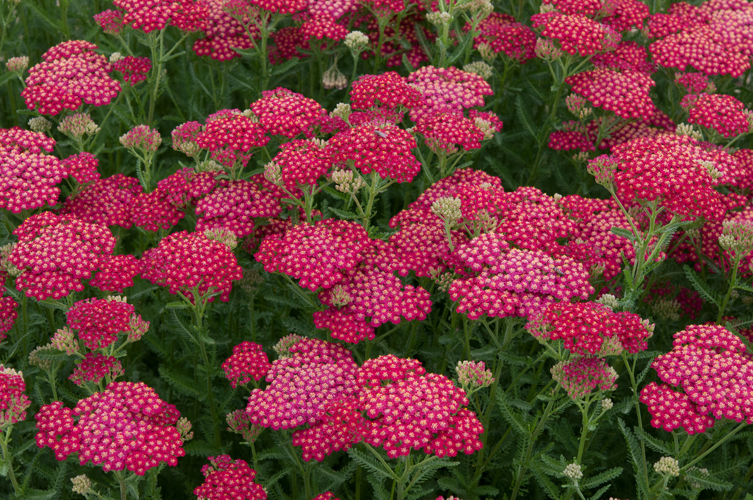Achillea New Vintage Red Perennial Plant in a 3 Litre Pot - Bright Flowers - Attractive to Wildlife - Image 2