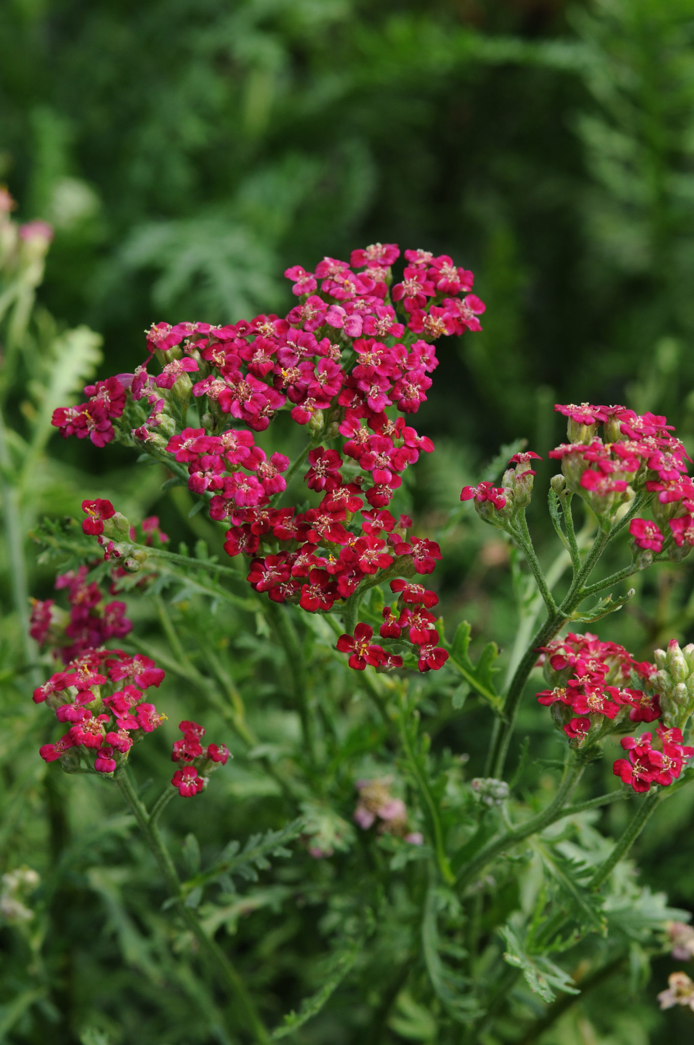 Achillea New Vintage Red Perennial Plant in a 3 Litre Pot - Bright Flowers - Attractive to Wildlife