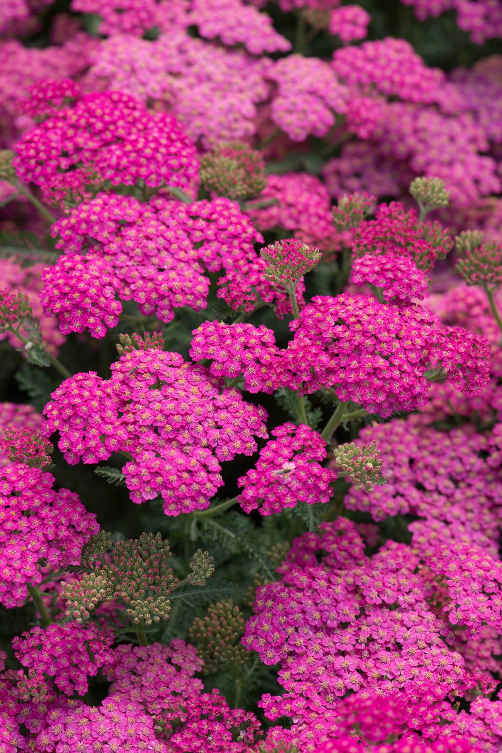 Achillea New Vintage Rose Perennial Plant in a 3 Litre Pot - Bright Flowers - Attractive to Wildlife - Image 2