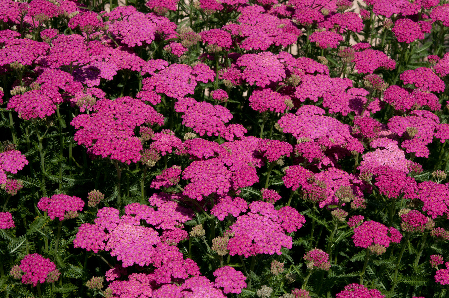 Achillea New Vintage Rose Perennial Plant in a 3 Litre Pot - Bright Flowers - Attractive to Wildlife - Image 3
