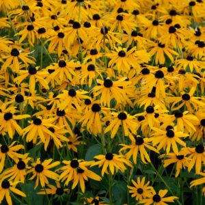 Rudbeckia Goldsturm Perennial Plant in a 3 Litre Pot