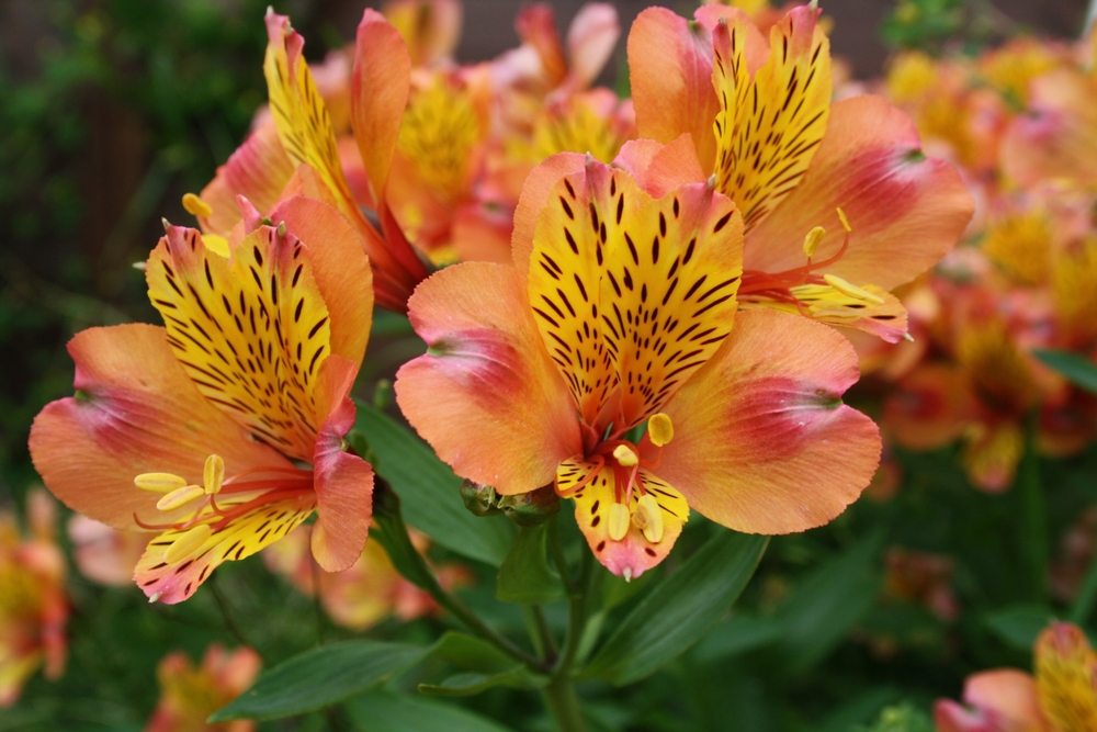 Everything you need to know about the alstroemeria – Cade Street Nursery