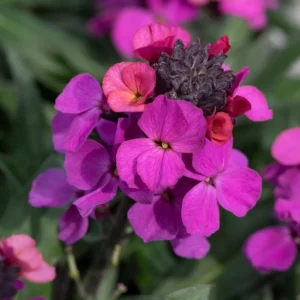 Erysimum Bowles Mauve Perennial Plant in a 3 Litre Pot