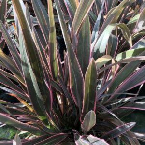 Phormium Pink Stripe Perennial Shrub in a 3 Litre Pot