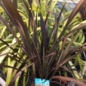 Phormium Platts Black Perennial Shrub in a 3 Litre Pot