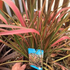 Phormium Jester Perennial Shrub in a 3 Litre Pot