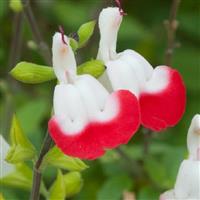 Salvia Hotlips Perennial Plant in a 3 Litre Pot