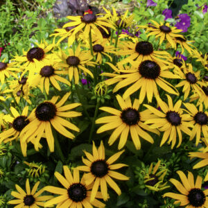 Rudbeckia Little Goldstar Perennial Plant in a 3 Litre Pot