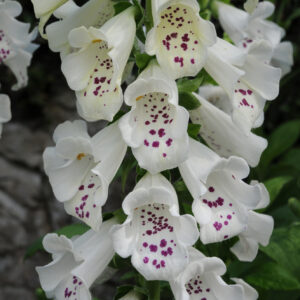 Digitalis Dalmatian White Perennial Plant in a 3 Litre Pot