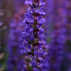 Salvia Salvatore Blue Perennial Plant in a 3 Litre Pot