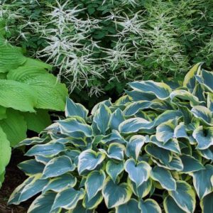 Hosta First Frost Perennial Plant in a 3 Litre Pot
