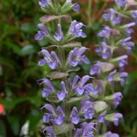 Salvia Ostfriesland Perennial Plant in a 3 Litre Pot
