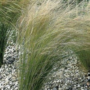 Stipa tenuissima Pony Tails Grass Perennial Plant in a 3 Litre Pot