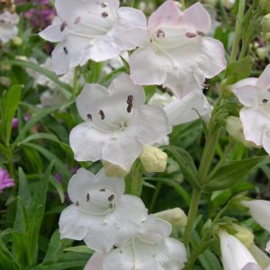 Penstemon Wedding Day Perennial Plant in a 3 Litre Pot