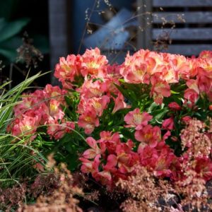 Alstroemeria Summer Paradise Valley Girl (Compact) Perennial Plant in a 3 Litre/ 19cm diameter Pot.