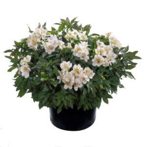 Alstroemeria Times Valley (Compact) Perennial Plant in a 3 Litre/ 19cm diameter pot.