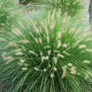 Pennisetum Alopecuroides Hameln Grass - 3 Litre Pot