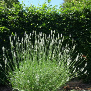 Lavender Exceptional Perennial Plant in a 3 Litre Pot