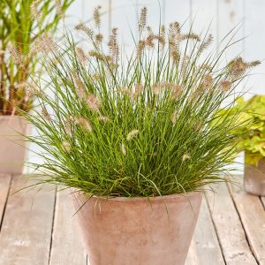 Pennisetum Little Bunny Grass Perennial Plant in a 3 Litre Pot