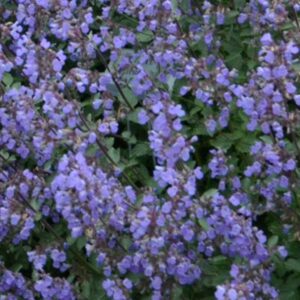 Nepeta Purrsian Blue Perennial Plant in a 3 Litre Pot