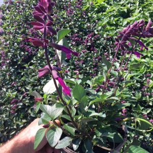 Salvia Love and Wishes Perennial Plant in a 3 Litre Pot