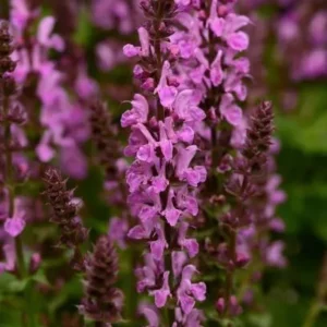 Salvia Amistad Pink Perennial Plant in a 3 Litre Pot