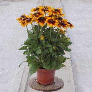 Rudbeckia Smiley Kissing - 3 Litre Pot