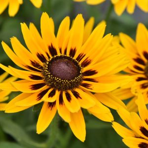 Rudbeckia Smiley Party Perennial Plant in a 3 Litre Pot