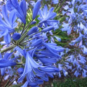 Agapanthus Brilliant Blue Perennial Shrub in a 3 Litre Pot