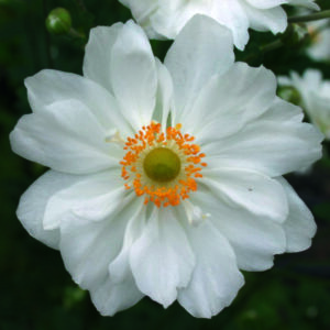 Anemone Whirlwind Perennial Plant in a 3 Litre Pot