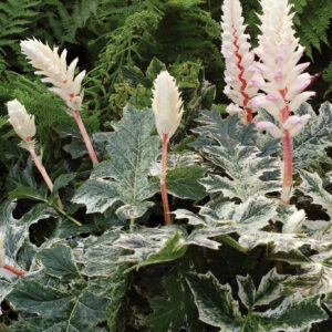 Acanthus Whitewater Perennial Plant in a 3 Litre Pot