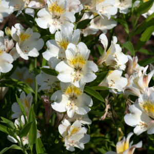 Alstroemeria Garden Summer Sky Perennial Plant in a 3 Litre/ 19cm diameter Pot.