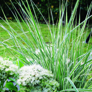 Calamagrotis Feather Reed Grass in a 3 Litre Pot