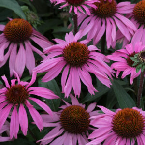 Echinacea Moodz Courage Perennial Plant in a 3 Litre Pot