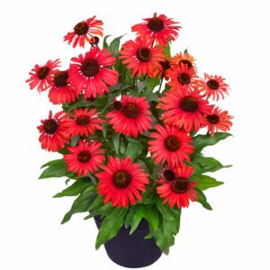 Echinacea Moodz Devotion Perennial Plant in a 3 Litre Pot
