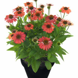 Echinacea Meditation Orange Perennial Plant in a 3 Litre Pot