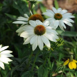 Echinacea Virgin in a 3 Litre Pot