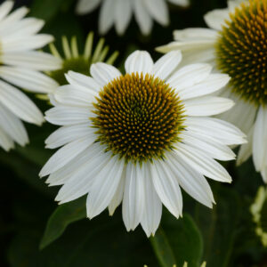 Echinacea Sombrero Blanco Perennial Plant in a 3 Litre Pot