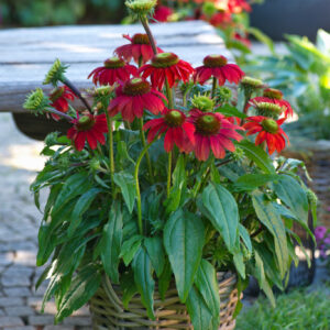 Echinacea Sunmagic Fantastic Red in a 3 Litre Pot
