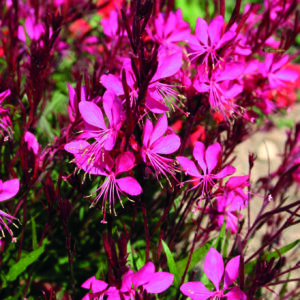 Gaura Gambit Rose Perennial Plant in a 3 Litre pot