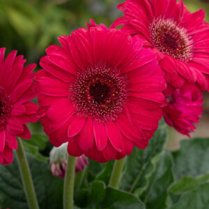 Gerbera Garvinea Sweet Sparkle in a 3 Litre Pot