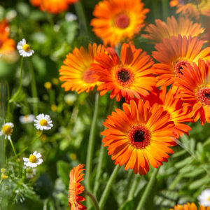 Gerbera Garvinea Sweet Sunset in a 3 Litre Pot