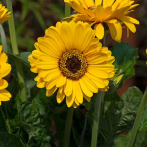 Gerbera Garvinea Sweet Vibe in a 3 Litre Pot