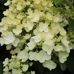 Hydrangea Silver Dollar Shrub in a 3 Litre Pot