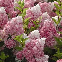 Hydrangea Vanille Fraise Perennial Shrub in a 3 Litre Pot