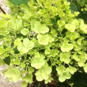 Hydrangea Phantom Shrub in a 3 Litre Pot