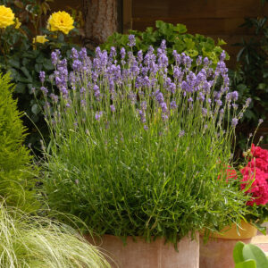 English Lavender Munstead Perennial Plant in a 3 Litre Pot