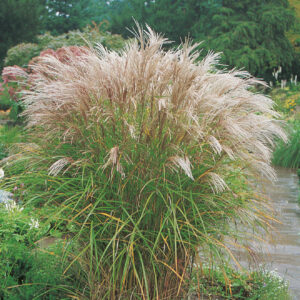 Miscanthus Kleine Silberspinne Grass Perennial Plant in a 3 Litre Pot